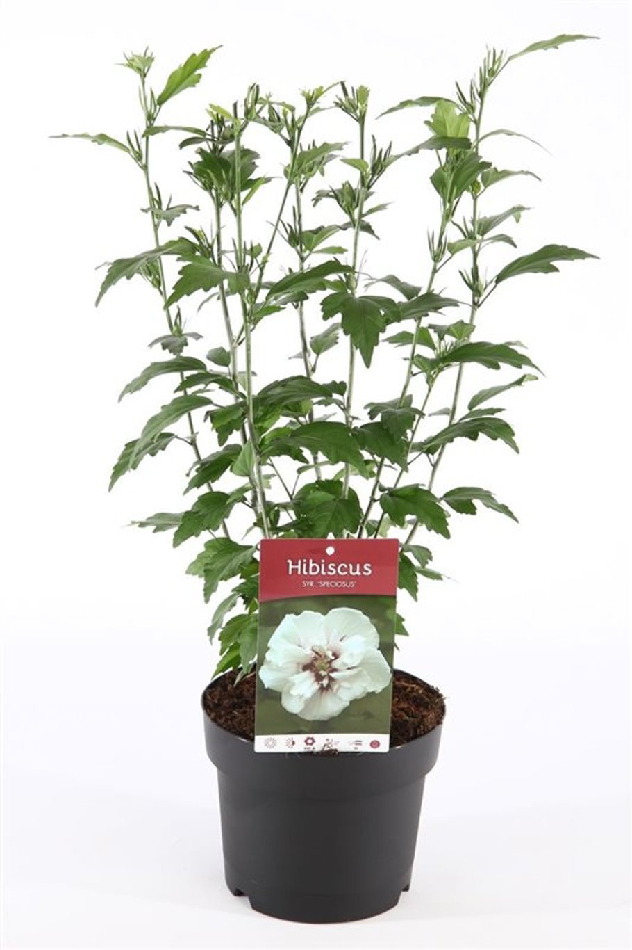 Hibiscus syr. 'Speciosus' - C3